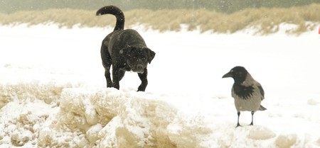 dog hunts Crow on the beachの写真素材