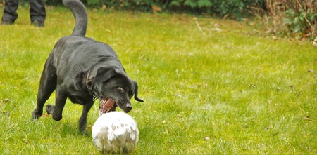 black, big dog running after a soccer ballの写真素材
