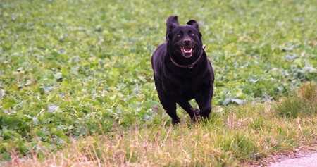 big black dog running on the fieldの写真素材