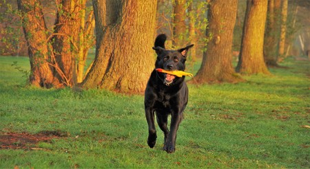 black dog runs on a glade with a rubber chicken in its mouthの写真素材