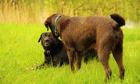 two dogs labrador on a green meadow