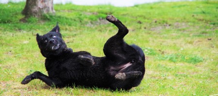 black dog lying upside down on the green grassの写真素材