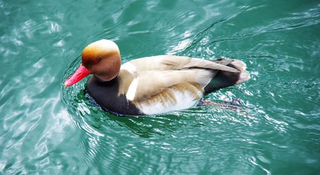 duck with red beak is swim on the riverの写真素材