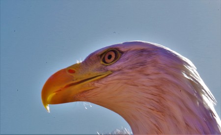 head bald eagle on a background of blue skyの写真素材
