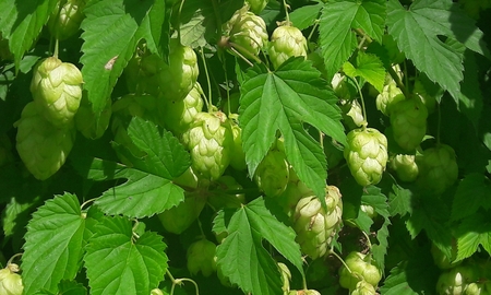 leaves and cones of hops