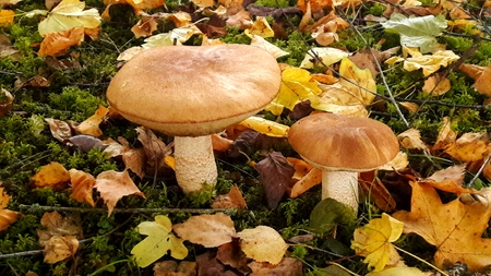 two mushrooms and yellow leaves on the grassの写真素材