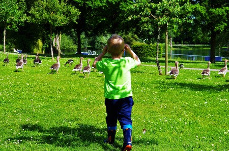 boy in rubber boots walks in the clearing behind the geeseの写真素材
