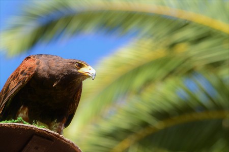 golden eagle and palm branchの写真素材