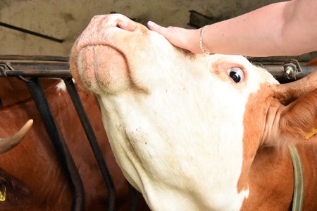 Woman stroking a cow on the headの写真素材