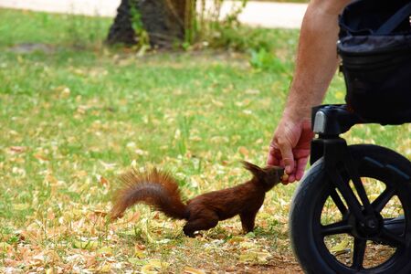 Man in a wheelchair eating a squirrel with nuts in a park