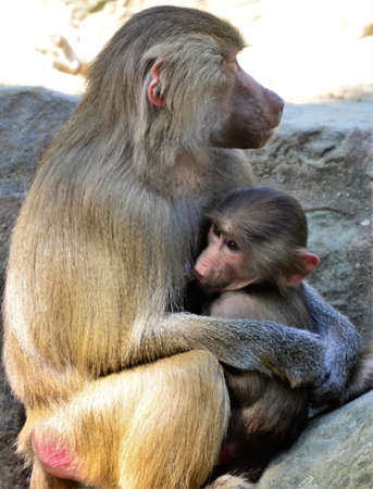 macaque mom hugs the baby