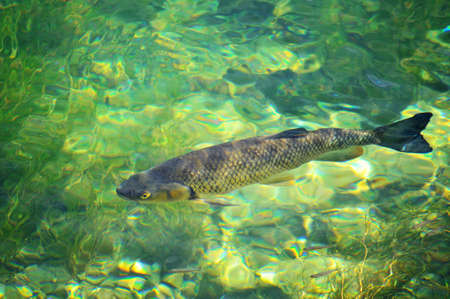 fish in clear river water