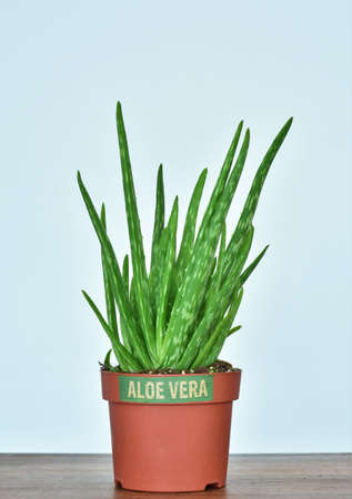 aloe vera in a brown pot on a white backgroundの写真素材