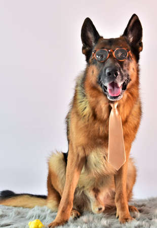 dog shepherd sitting on the carpet with glasses and tieの写真素材