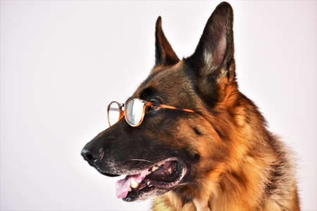 portrait of a shepherd dog with glasses on a white backgroundの写真素材