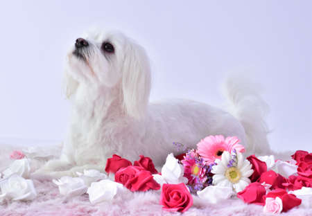 small white dog with flowers on a white background