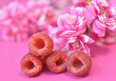 raspberries and sprigs of cherry blossoms close-upの写真素材