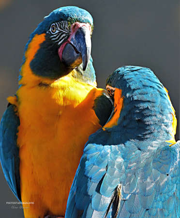 Couple of blue and yellow macaw parrots, Ara ararauna