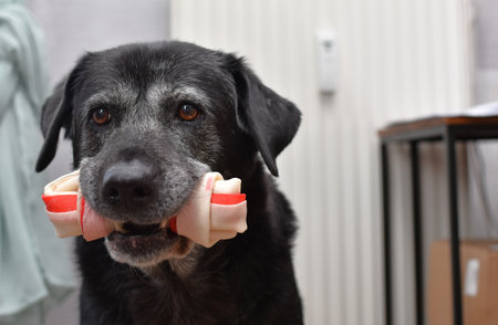 big black dog with a bone in his teethの写真素材