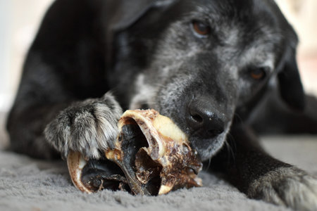 black dog lies and gnaws dried beef noseの写真素材