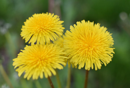 3 yellow dandelion in green grassの写真素材