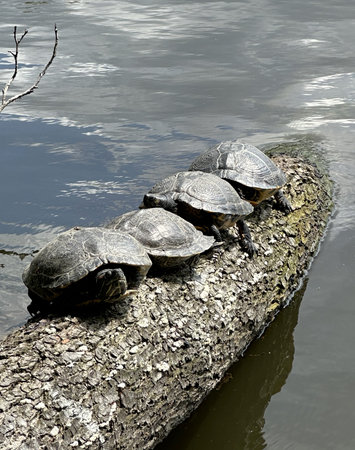 Three turtles basking in the sun on a log in the waterの写真素材
