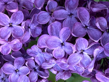 Purple lilac flowers close up