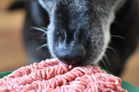 black big dog eats minced meatの写真素材