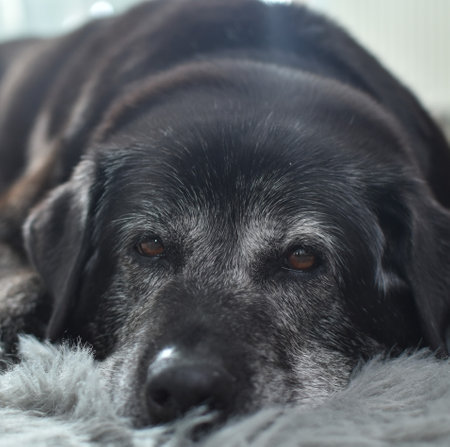 Black dog lying on the carpet. Selective focus. Shallow depth of fieldの写真素材