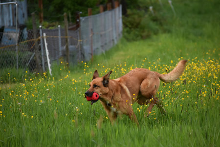 German shepherd is playing with a red ball in the field of yellow flowersの写真素材