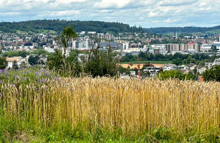 Grain field and cityscape of Thuringia, Germany.