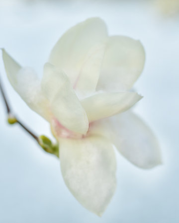 white flowers on magnolia branches covered with snowの写真素材