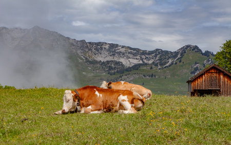 Two brown cows lying on a grassy alpine hill near a small wooden cabin in the Swiss Alps â peaceful rural mountain scene in summer.の写真素材