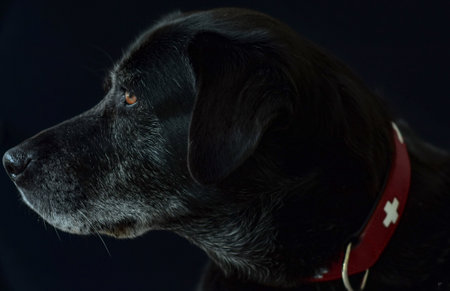 Profile portrait of a large black dog wearing a red leather collar with Swiss cross emblem.の写真素材