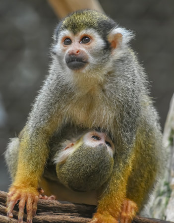 A green monkey carrying its baby on its belly in a zoo setting