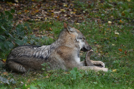 Wild gray wolf lying on the grass with a sheep horn in natural forest environment