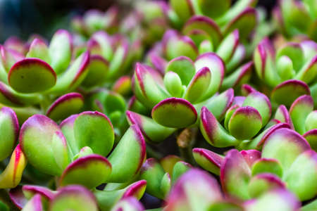 lush succulents