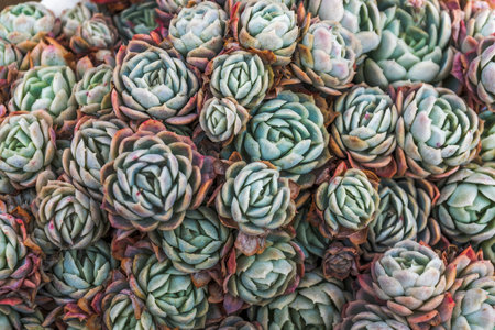 lush succulentsの写真素材