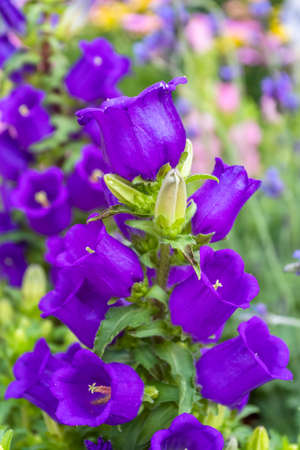blooming flowers backgroundの写真素材
