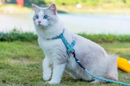 white cat with blue eyes sitting on the green grass.の写真素材