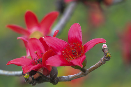 Red flowers of Bombax ceiba on a tree branch in springの写真素材