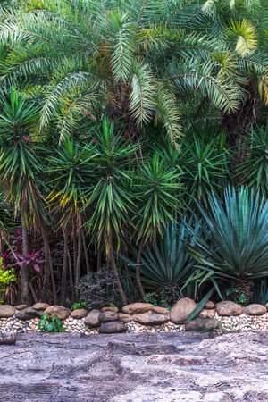 Beautiful tropical garden with palm trees and rock wallsの写真素材