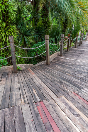 Wooden walkway in the garden with palm trees and plants.の写真素材