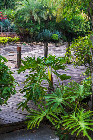 Wooden walkway in the garden with tropical plants and trees.の写真素材