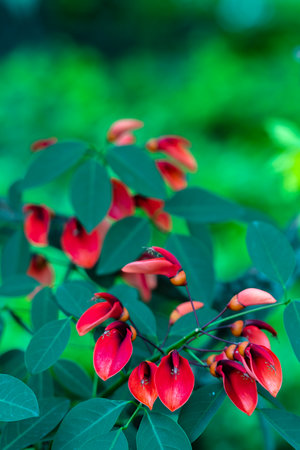 Erythrina cristata, Erythrina cristataの写真素材