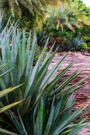 Agave plant in botanic garden, Thailand. Natural background.の写真素材