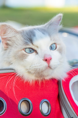 Cute cat sitting on the red suitcase in the park outdoor.の写真素材