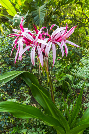 Pink lily flower in the botanical garden, Bangkok, Thailandの写真素材
