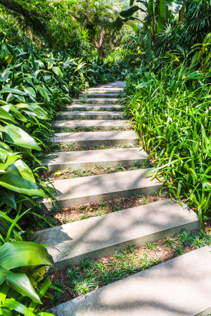 Staircase in the garden with green plants, stock photo imageの写真素材
