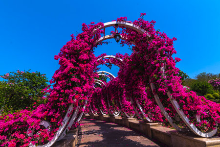 Bougainvillea flowers in public park, Bangkok, Thailandの写真素材